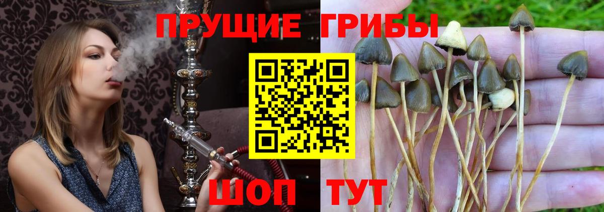 Норильск  сколько стоит  Галлюциногенные грибы Magic Shrooms  Вход с VPN  Галлюциногенные грибы мухоморы 